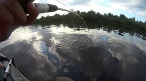 Ловля СОМА НА КВОК.  Квочение СОМА на реке СОЖ. Помогли рыбакам.   Рыбалка в БЕЛАРУСИ.