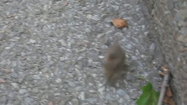 Mouse running in circles. смотреть онлайн