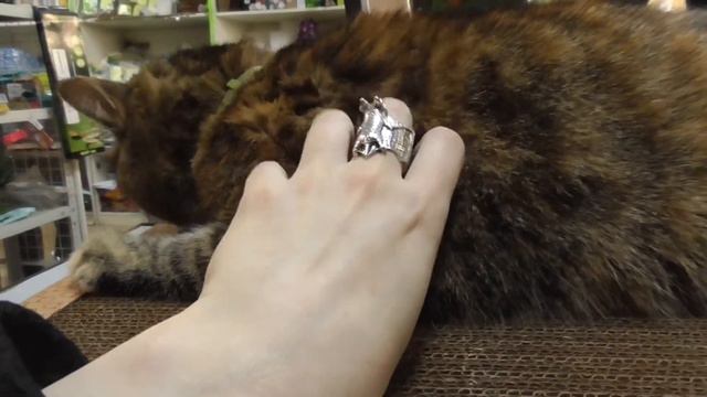 Муся и лежанка когтеточка смотреть онлайн