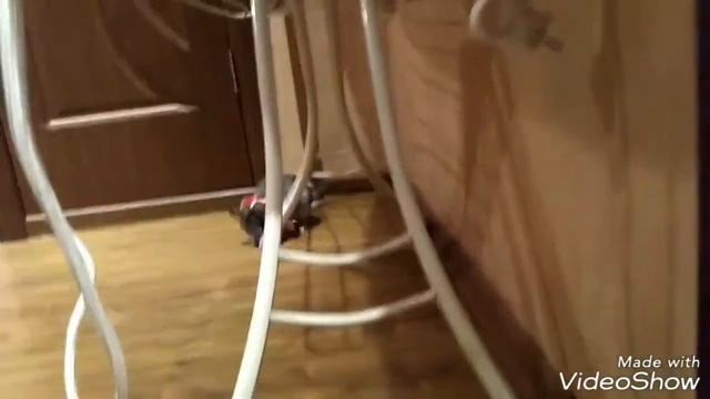 Гуляние шиншилл/купание в песке смотреть онлайн