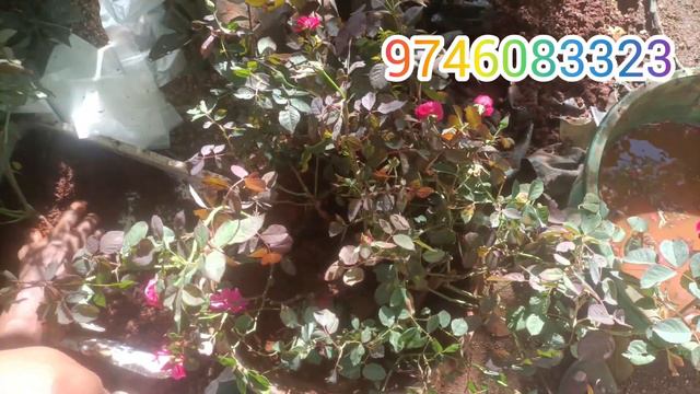 rose combo update #rosecare #roses #roseflower #combooffersale #roseplants #plants #offer #gardenin смотреть онлайн