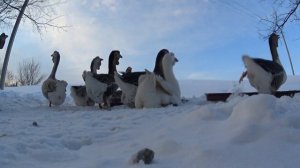 кормление Холмогорских гусей зимой