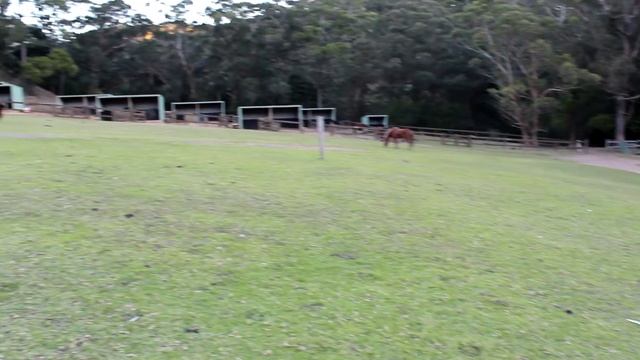 Лошадки кушают... смотреть онлайн