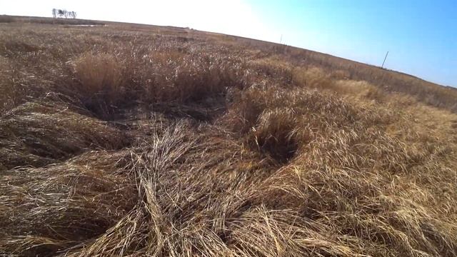 Охота на фазана с МР-155 хороший результат смотреть онлайн