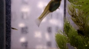 Разведение рыбок гуппи. Рождение мальков гуппи. Размножение гуппи