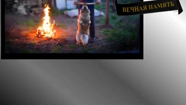 г.Стерлитамак. Памяти Александра Ракова. 2020г. смотреть онлайн