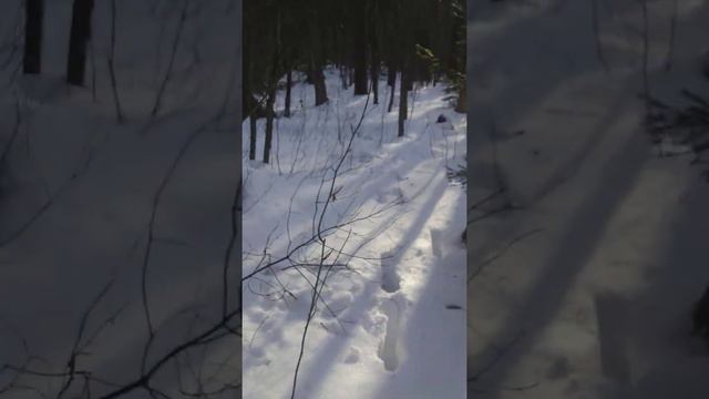 охота на лося с лайками смотреть онлайн
