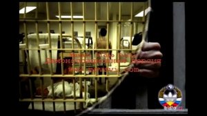 ДАГЕСТАНСКИЙ БЛАТНЯК. ХАЛИЛ АЛИЕВ