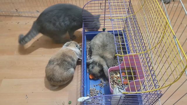 CAT and RABBIT FRIENDS. Funny animals and pets смотреть онлайн