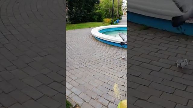 Кормление птиц пшеном. "Благодарение ИСВ" смотреть онлайн