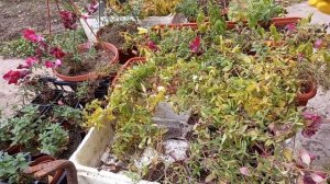 Львиный зев упаковываю на зимнее хранение.