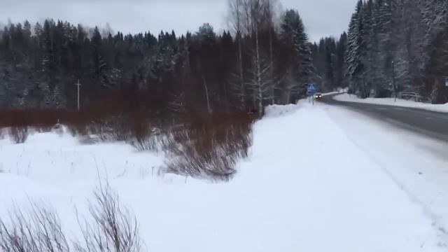 Самый умный лось, который знает ПДД ! смотреть онлайн