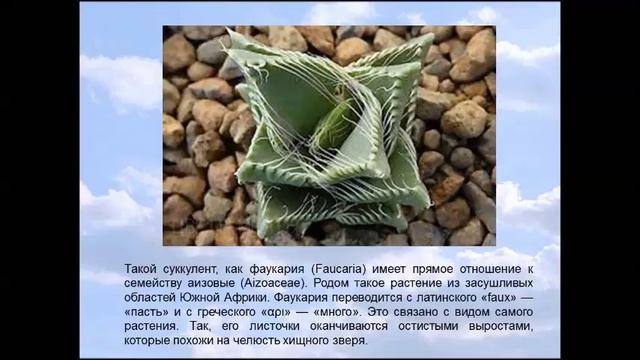 Фаукария смотреть онлайн