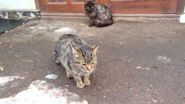 Рыба во льду смотреть онлайн
