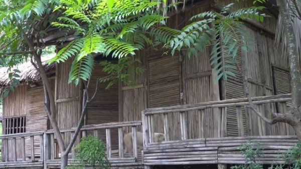 Harvest peanuts and peach orchards to go to the market to sell