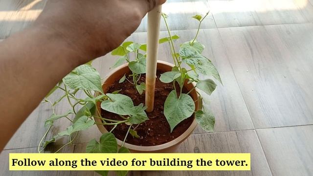 Build a Morning Glory Tower | Ipomoea purpurea | DIY смотреть онлайн