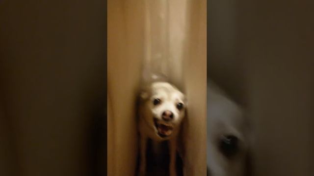 вот какие у собаки зубы!! смотреть онлайн