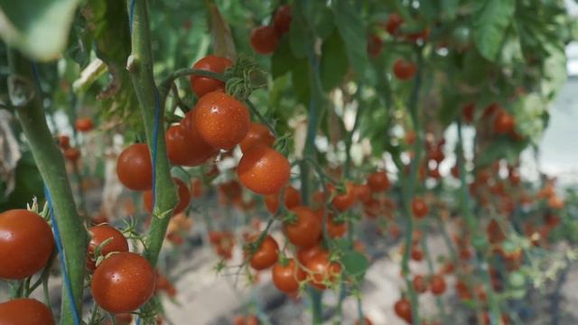 Ростовский селекционный центр. Селекция для здоровья и долголетия.