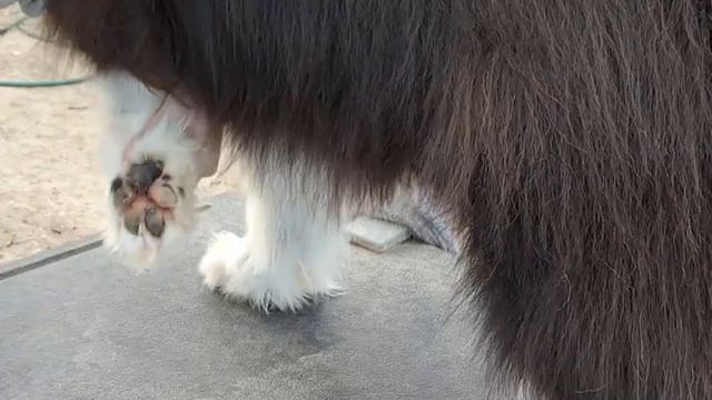 How To Show Groom Border Collie смотреть онлайн