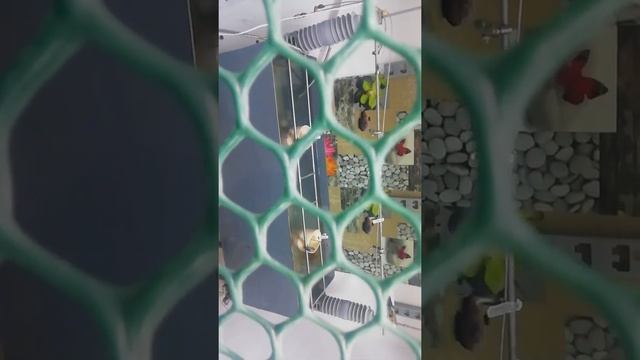 Испытание диэлектрических перчаток 2! смотреть онлайн