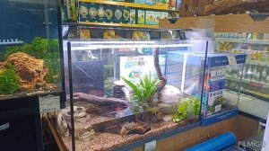 Радужный краб содержание в аквариуме.