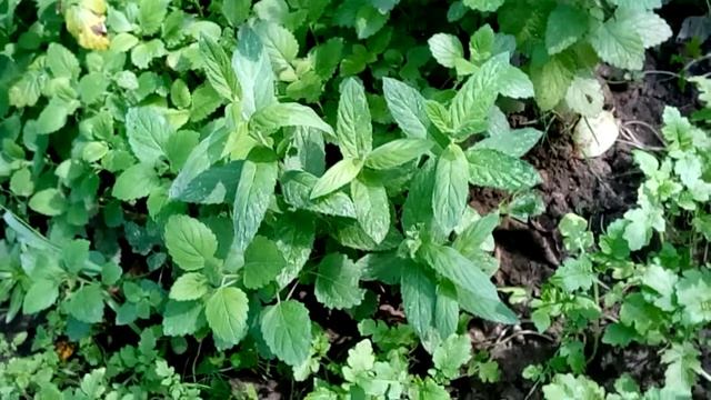 Дачная аптечка - мята перечная смотреть онлайн