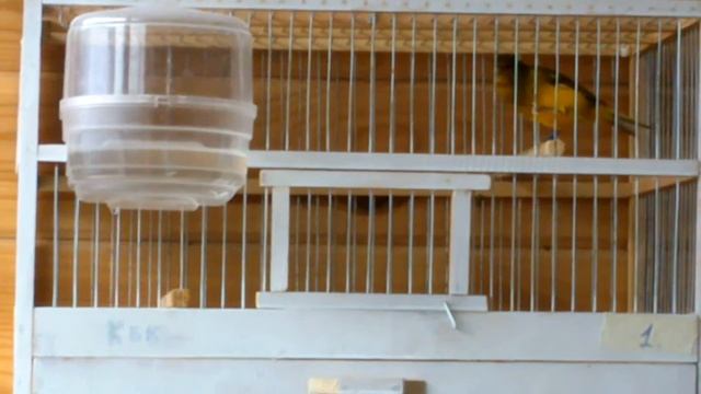 Певчие канарейки смотреть онлайн