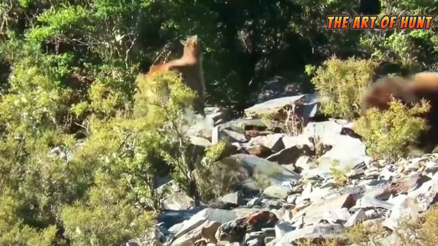Adventure and experience the challenge of hunting Himalayan tahr смотреть онлайн