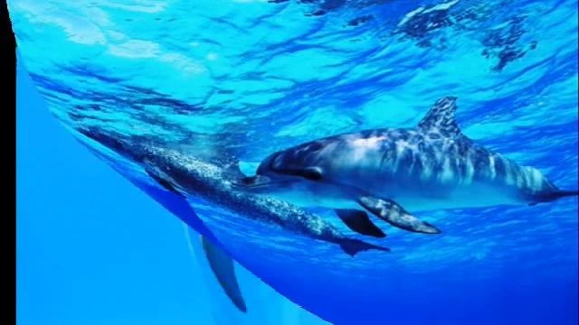 Дельфины. Dolphins