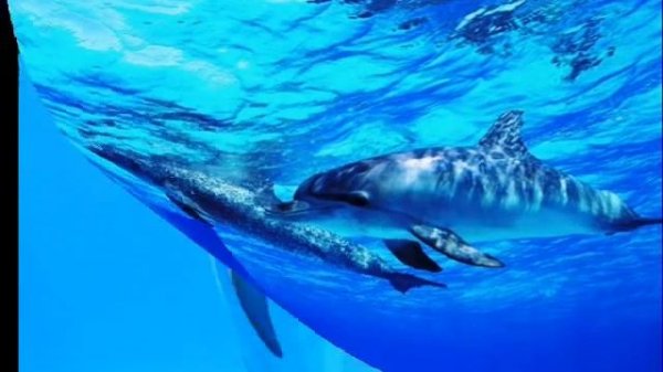 Дельфины. Dolphins