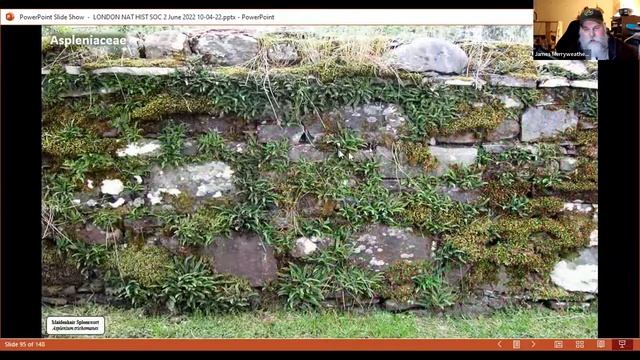 Identifying Ferns смотреть онлайн