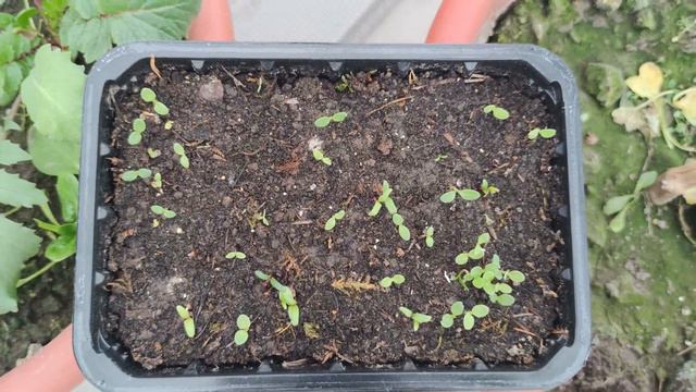 Розсада зійшла! Що робити далі? Які умови потрібні малим рослинам?