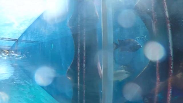 Atlantis Aquaventure Waterpark - Dubai,UAE смотреть онлайн