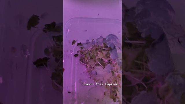 Обзор коробочки микроклонов, растений из пробирки. Гейхера Autumn Leaves Отэм Ливс смотреть онлайн