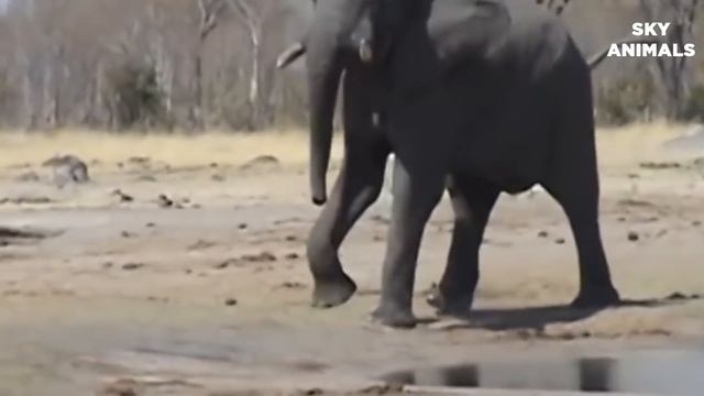 Amazing Snake Python King Cobra Big Battle In The Desert Mongoose | Amazing Attack of Animals смотреть онлайн