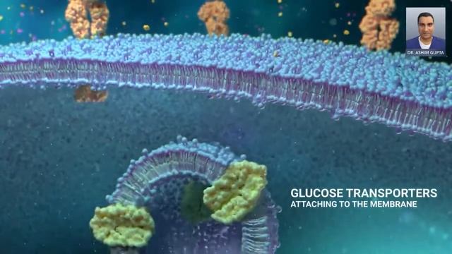 Glucose and Cells. Glucose Transporter: How Insulin Gets Glucose Into a Cell смотреть онлайн