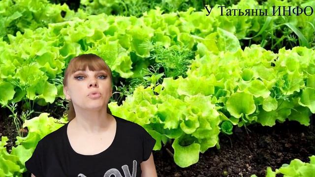 ПРАВИЛЬНОЕ соседство СВЕКЛЫ на грядках для ЛУЧШЕГО УРОЖАЯ!!! смотреть онлайн