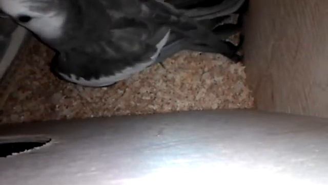 Первое яйцо у новосложеной пары корелл.