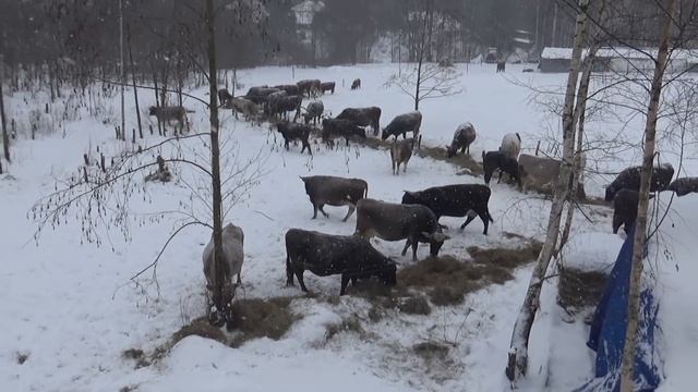 Зимний выпас КРС. смотреть онлайн