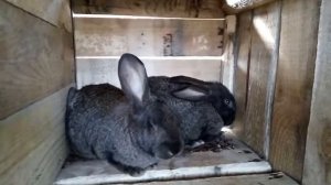 Чем кормить кроликов - зерном или комбикормом