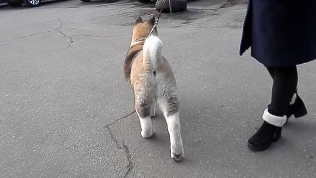 ЧУДНАЯ ПОПКА!Американская АКИТА American Akita puppy.Odessa. смотреть онлайн