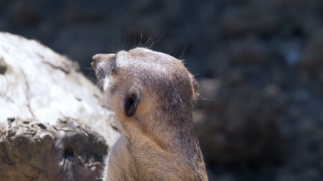 Дикие животные. Животный мир. Часть 15 смотреть онлайн