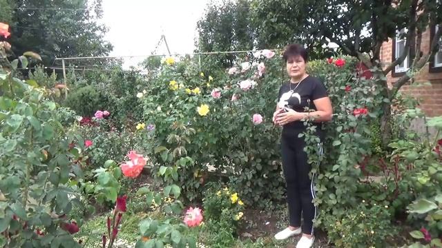 Розы осенью Что делать с розами в сентябре смотреть онлайн