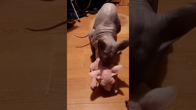 Кот Сфинкс Вязка смотреть онлайн