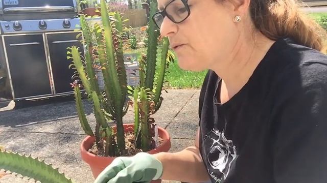 Taking Cuttings from Euphorbia Trigona смотреть онлайн