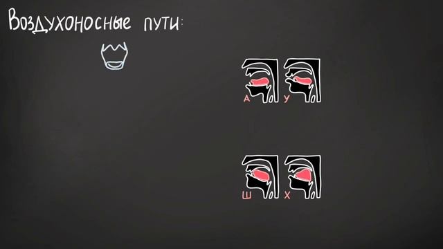 Дыхательная система человека • бронхи • альвеолы • ацинус смотреть онлайн