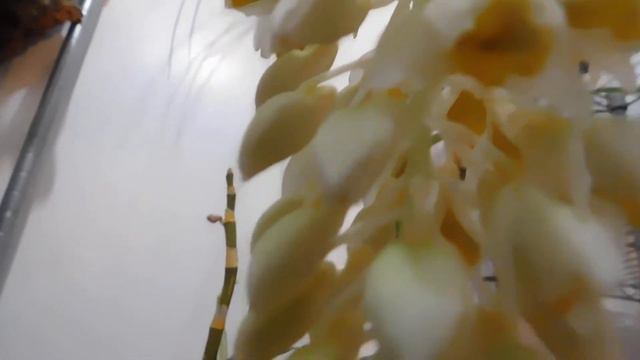 Dendrobium thyrsiflorum buds are opening! смотреть онлайн