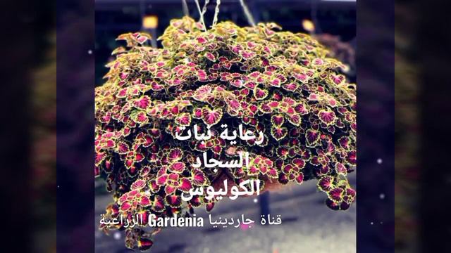 نبات السجاد، الكوليوس، رعايته و كيف يكسب أجمل الوانه