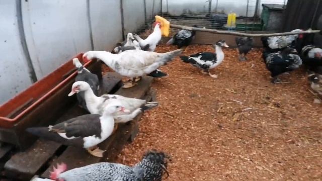 Чем и как кормим птицу зимой в морозы. смотреть онлайн