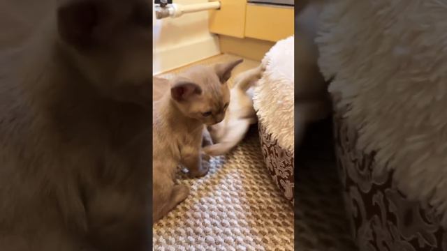 В каком возрасте лучше забирать котят домой? Ответ в комментарии 💭#котятабурмы #юмор #друг